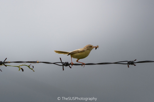 Image "Plain prinia with hunt" by Sunil Prajapati