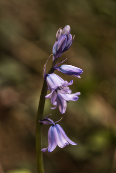 Image "Spring Blue Bells" by Pete Cardwell