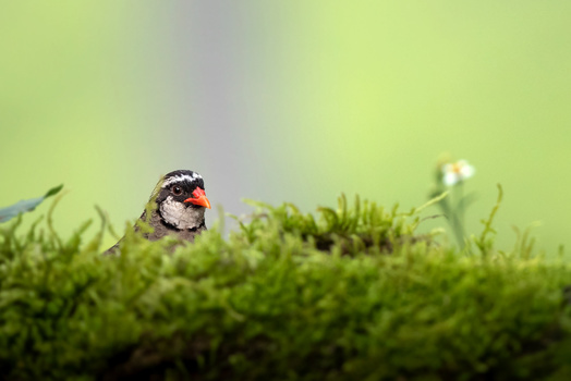 Image "How do you like my new lip shade?!" by chinmay.ninja ­