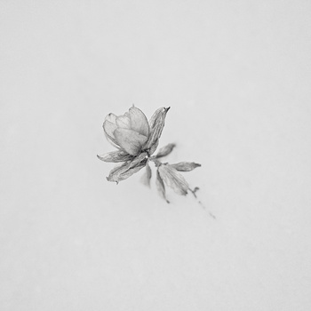 Image "Hop" by Dg9ncc /portable