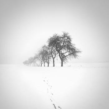 Image "line of trees" by Dg9ncc /portable