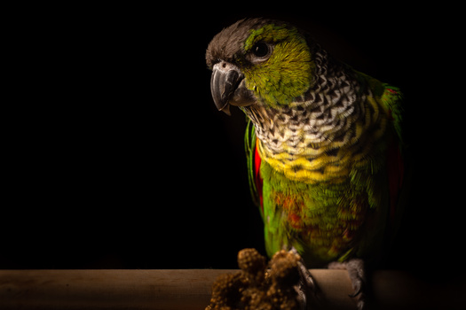 Image "Hilo" by Richard Stokes