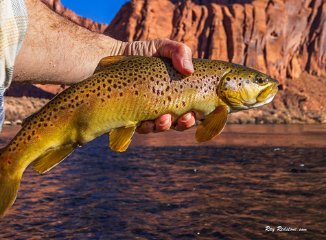Image "Brown Trout From Colorado River At Lees Ferry AZ" by Ray Redstone