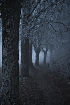 Image "2020 starts in fog" by Enis Yigitdöl