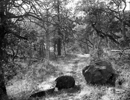 Image "Under Rowena Crest 8x10, Autumn 2020" by Gary Quay
