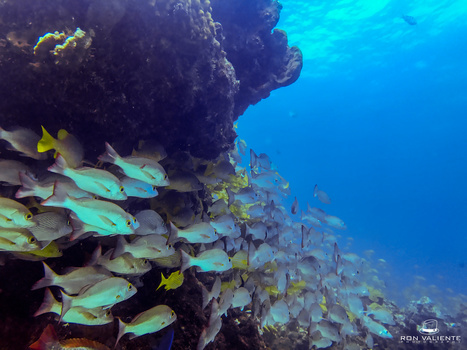 Image "Underwater" by Ron Valiente