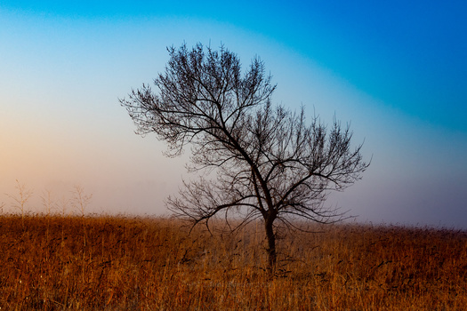 Image "Nature" by Laura Bowden