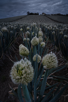 Image "Onions field at sunset" by Giulio Mignani