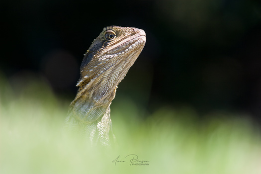 Image "Eastern Water Dragon" by Dave Pinson