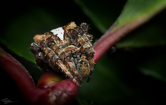 Image "Angulatus" by Roberto Benis