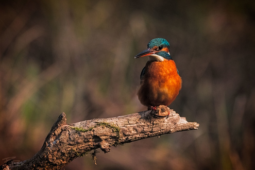 Image "Kingfisher" by Roberto Benis