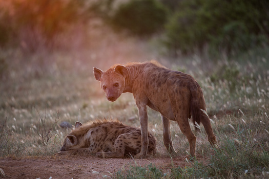 Image "Predators and Light" by Karanja Njiiri