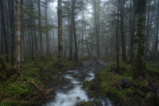 Image "Through the forest" by Sho Hoshino