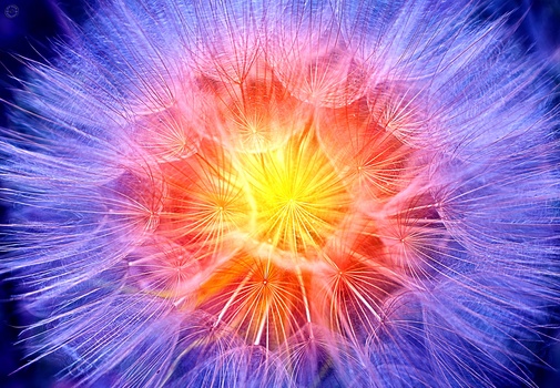 Image "Make a wish" by Darrell Potts