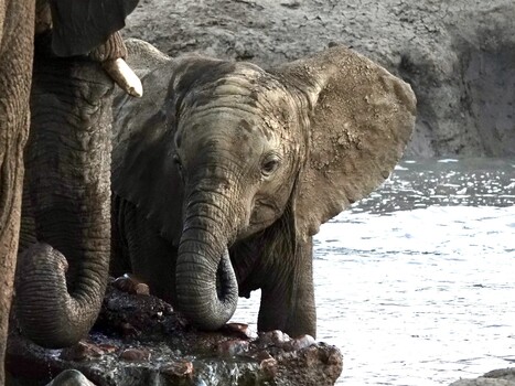 Image "Young elephant at waterhole" by Graeme Elliott