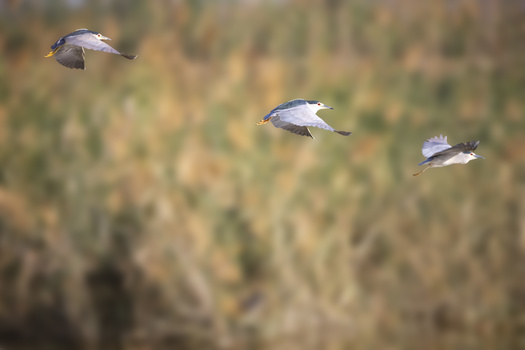 Image "Black-crowned heron in flight" by Bassant Meligy