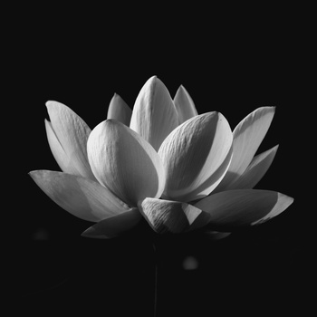 Image "Lily 2" by Michael Terry