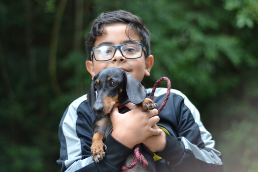 Image "Lovely puppy" by Lima Jrz