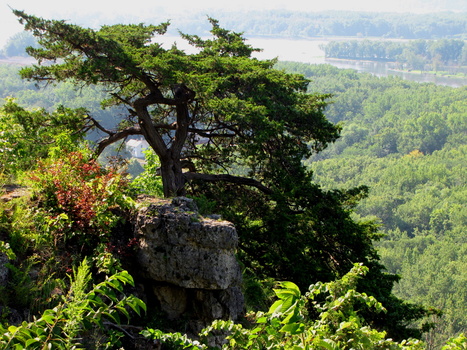 Image "tree" by John Toennessen