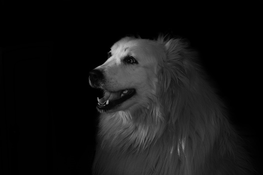 Image "Pyrenees Portrait" by Heather Langlois