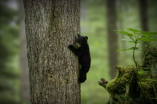 Image "Beary Scary up There!" by Heather Langlois