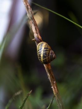 Image "Snail" by Ricardo Sanchez Ruiz