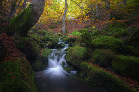 Image "Under the Forest" by Luis Martínez