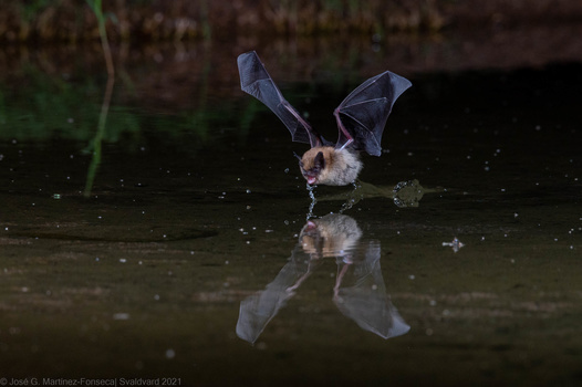 Image "Myotis bat going for a drink" by Jose Martinez-fonseca