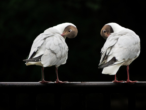 Image "Friendship" by Maria Öberg
