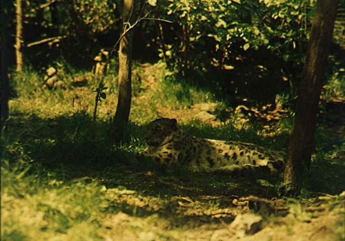 Image "Wild life animals" by Jose Ortiz
