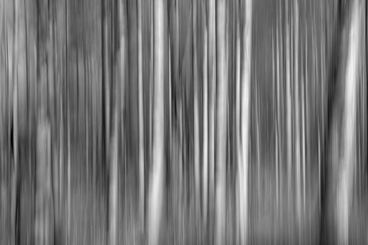 Image "Trees" by Johan Wieland