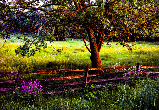 Image "Appalachian Light - Fence and flowers" by Bill Blanton