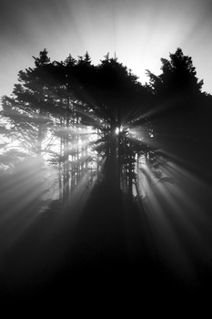 Image "Hug Point Sunrise in Fog" by Mike O'Brien