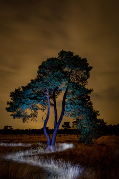 Image "Light painting a path around a tree" by chris aandewiel