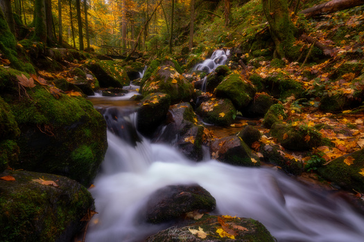 Image "Autumn brook 🍂" by Falko Schulze