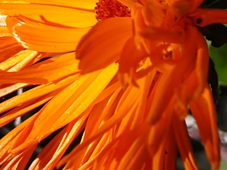 Image "Marigold extremis" by Timothy Lowe