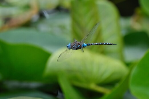 Image "Dragon on the Hunt" by Paul Bild