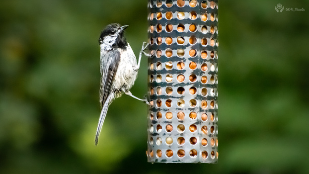 Image "Chickadee" by Lalit Doda