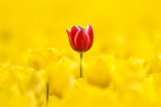 Image "Be different" by Angel Henrriquez