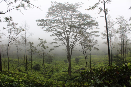 Image "The flavoured fog" by Lahiru Gunawardena