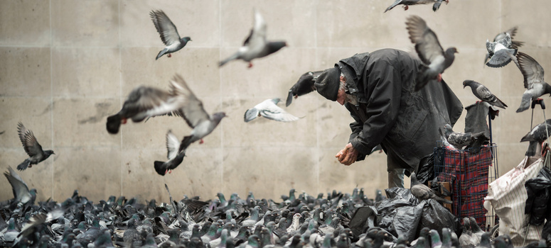 Image "Rats of the sky" by Alistair McBurnie