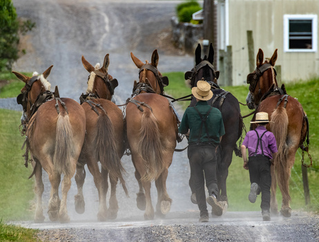 Image "Hoofing it to the barn!" by Brent Morris