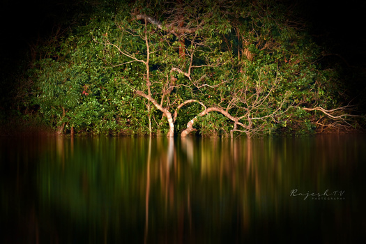 Image "Tree" by rajesh therthala veedu
