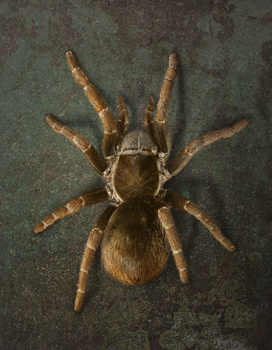 Image "Tarantula" by Raul Dighero