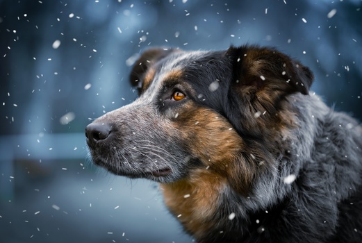 Image "Let it snow" by Wojciech Sobiesiak