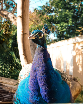 Image "Peacock" by Ekaterina Votchenko