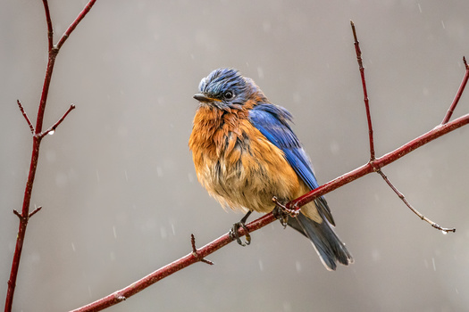 Image "Soaked" by Melody Mellinger