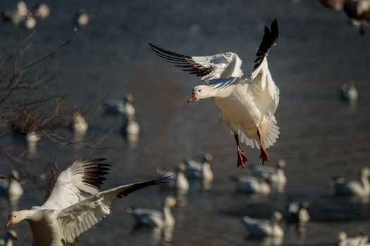 Image "Snow Goose" by Melody Mellinger