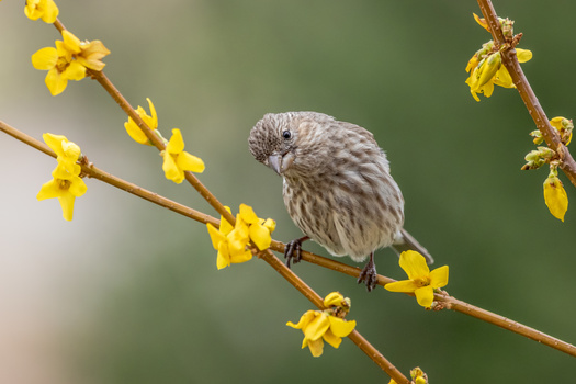 Image "Curiosity" by Melody Mellinger