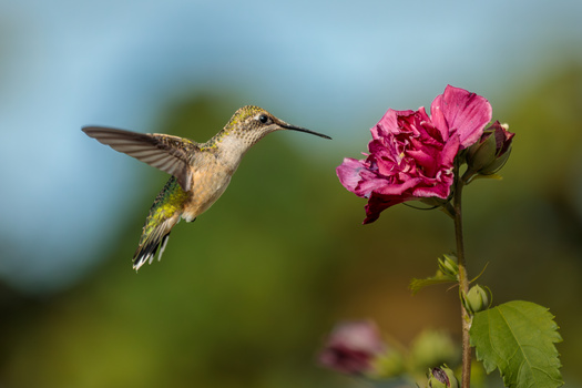 Summer On the Wing by Melody Mellinger